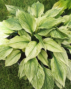 Хоста Сильвер фезер