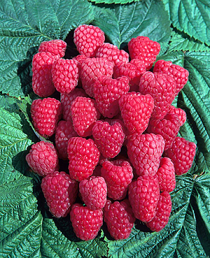 Саженцы Малина Метеор