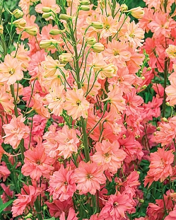 Дельфиниум Принцесса Каролина