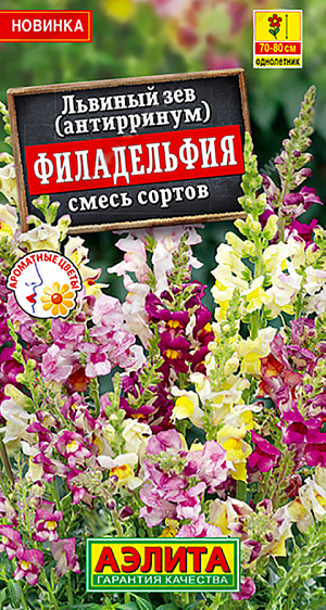 Семена цветов Львиный зев Филадельфия, смесь сортов.<br>
 <br>
 Смесь характеризуется продолжительным пышным цветением, восхитительным ароматом и яркими цветками различных окрасок. Кустики высотой 70-80 см, на каждом формируется 10-20 соцветий (а при хороших условиях и больше). В каждом соцветии может быть до 50 цветков! Растения холодостойкие, переносят кратковременную засуху. Украсят любой солнечный цветник и клумбу. Это идеальный материал для срезки, в воде распускаются все бутоны.<br>
 <br>
 Семена высевают поверхностно, без заделки, увлажняют из распылителя и накрывают стеклом для поддержания постоянной влажности до всходов. Семена прорастают на свету! В фазе одной пары настоящих листьев сеянцы пикируют.<br>