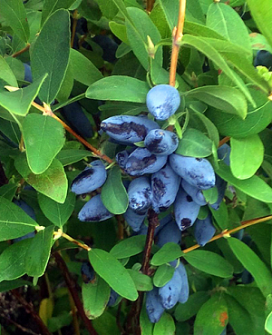 Саженцы Жимолость Бажовская