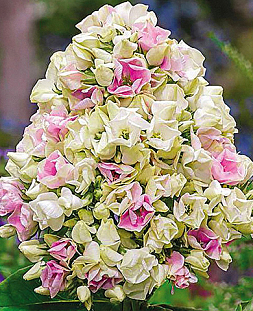 Саженец Флокс метельчатый Крем де ля крем