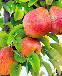 Саженцы Груша Чусовая