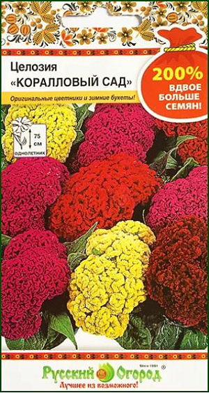 Семена Целозия Коралловый сад.
Смесь с оригинальными яркими соцветиями, цветущая обильно и продолжительно. Прекрасный сухоцвет. 30-40 см. Однолетнее растение высотой 20-30 см с зелеными листьями и оригинальными соцветиями в виде гребня. Посев на рассаду в конце марта - начале апреля в ящики или теплые парники. Всходы рассаживают дважды: первый раз в ящики или теплый парник, второй — в горшки (диаметр 7 см) по 1 штуке. Обязательно — осторожный и умеренный полив, регулярное проветривание. На постоянное место высаживают после окончания весенних заморозков, выдерживая расстояние между растениями 10-15 см. Наиболее красивыми растения бывают на теплых, солнечных, защищенных от ветра местах с плодородной почвой. Не переносят свежих органических удобрений. Цветет с июля до первых заморозков. Ценится за оригинальность ярких соцветий и декоративность листьев. Рекомендуется для клумб, рабаток, ваз, сухих букетов.