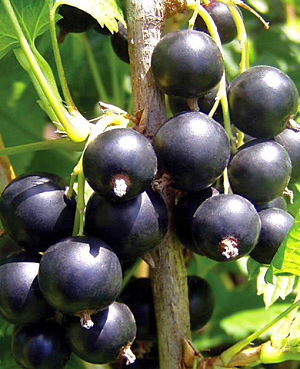 Саженцы Смородина Бальсгард Мартин