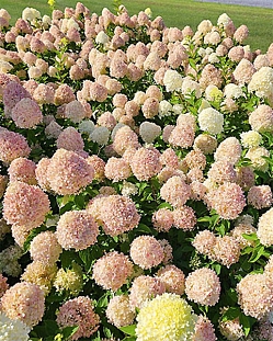 Гортензия метельчатая Литл Коттон Крим