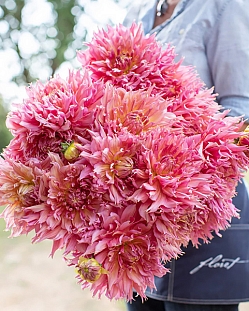 Георгин бахромчатый Омега