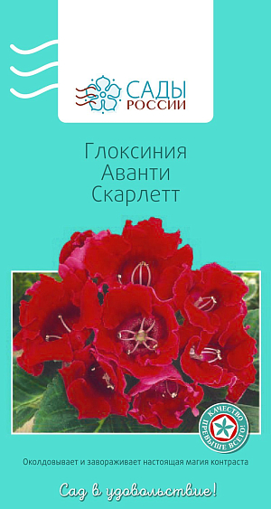 Глоксиния Аванти Скарлетт

«Аванти» – одна из самых раннецветущих серий с крупными (до 9 см в диаметре) бархатистыми колокольчатыми цветками ярких, насыщенных окрасок. Взрослое растение образует 10-15 бутонов. Для посева используйте тепличку с рыхлой торфяной землей. Через определенное время после пересадки глоксиния может «уснуть». Не пугайтесь, если она начнет терять листья. Сократите количество полива и поставьте в прохладное место. Через 2–3 месяца на луковице появятся новые побеги. Если растение не успело развиться как следует, то на зимовку лучше не отправлять. Продолжайте уход, поддерживая влажность, освещение, тепло.