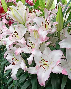 Лилия восточная Бразилия