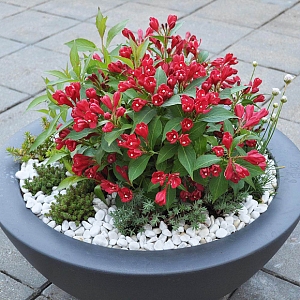 Вейгела Олл Саммер Ред