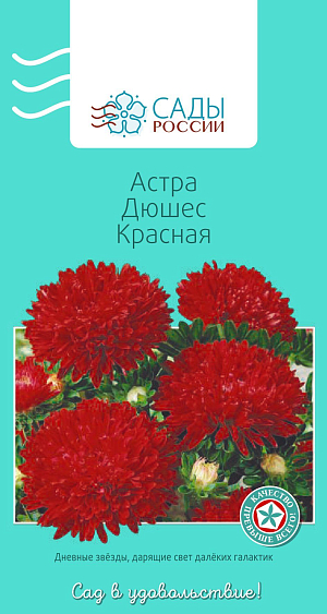 Астра Дюшес Красная

Ярко-красная. Куст колонновидный с крепкими густооблиственными цветоносами и махровыми шаровидными соцветиями диаметром 10–12 см. Холодостойка, выносит слабые заморозки до −3 °С.