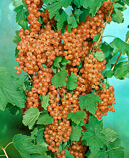 Саженцы Смородина Розовый жемчуг