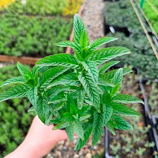 Мята ванильная