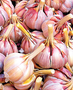 Чеснок озимый Юбилейный грибовский 10 шт