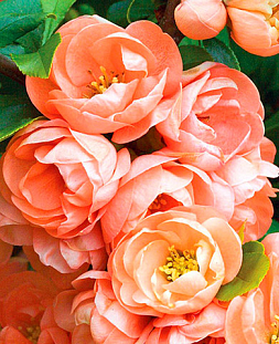 Саженцы Айва прекрасная Гейша