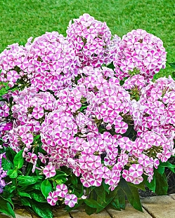 Флокс метельчатый Бамбини Кенди Краш