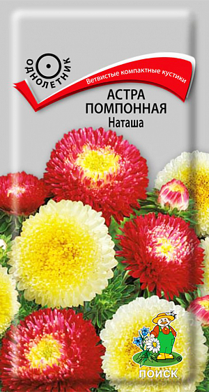 Семена Астра Наташа помпонная.
<p>
 Чудо астры! Растение компактное, 45-50 см. Соцветия кроваво-красные и желтые. На растении до 30 соцветий. Цветет июль-август. Используют очень широко: для посадки в сборные цветники группами, на рабатки – рядами и на срезку.
</p>
<p>
  Растение предпочитает открытое солнечное место, но выносит и полутень. Лучше растет на легких, плодородных почвах. Не переносит внесения органических удобрений в год посадки. Семена высевают с середины февраля по апрель. Глубина заделки семян 0,5 см. При температуре почвы +20<sup>0</sup>C всходы появляются на 7-14 день. Через 3-4 недели посевы пикируют и выращивают при температуре +12-15<sup>0</sup>C. В грунт рассаду высаживают во второй половине мая, расстояние между растениями 20-30 см.
</p>