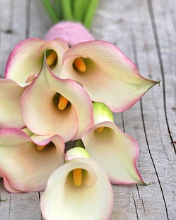 Калла Бразилия Калла Бразилия