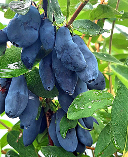 Саженцы Жимолость Суаре