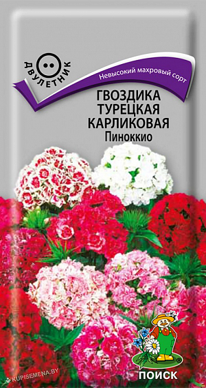Семена Гвоздика Пиноккио турецкая карликовая.
Махровый сорт. Куст высотой 20 см. Листья и побеги темно-зеленые. Окраска цветков разнообразная. Цветет июнь-июль. Используют для сборных цветников, альпийских горок, балконных ящиков.
Агротехника. Растение холодо- и морозоустойчивое, предпочитает солнечные места, но может расти и в полутени. Почвы плодородные, хорошо дренированные. К концу 1-го года выращивания образуется розетка прикорневых листьев. На следующий год растения обильно цветут. Посев семян производят в мае-июне на разводочные гряды. При температуре +20°С всходы появляются через 7-14 дней. Сеянцы пикируют в фазе двух-трех пар настоящих листьев. На постоянное место молодые растения высаживают в августе-сентябре, выдерживая расстояние между растениями 10-20 см.