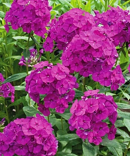 Флокс метельчатый Венди