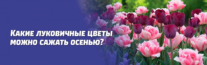 КАКИЕ ЛУКОВИЧНЫЕ ЦВЕТЫ МОЖНО САЖАТЬ ОСЕНЬЮ. ОСОБЕННОСТИ ПОСАДКИ