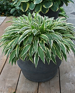 Хоста Стилетто