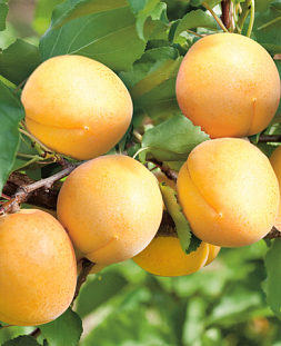 Саженцы Абрикос Водолей