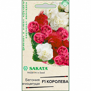 Семена Бегония Королева F1