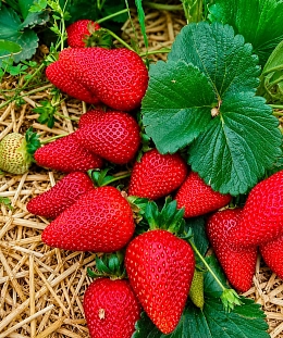 Земляника садовая Франческа
