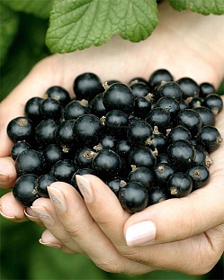 Саженцы Смородина Бен Тиррен