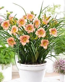 Лилейник Эври Дэйлили Роуз