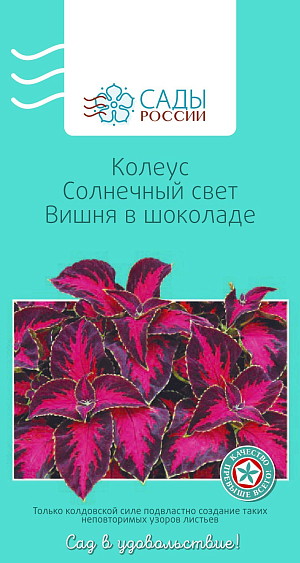 Колеус Солнечный свет Вишня в шоколаде

В последнее время колеус все чаще используется в однолетней культуре в садовом дизайне как великолепное листовое декоративное растение. Оптимальная температура для выращивания рассады 22–24 °С. Чтобы сформировать красивый кустик колеуса, надо обязательно прищипывать верхушки побегов. Теплолюбив.
