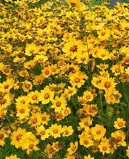 Кореопсис Стернталер