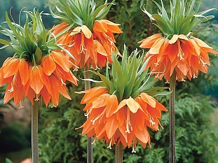 Рябчик императорский Аврора