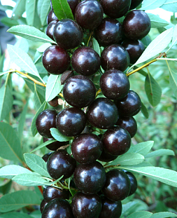 Саженцы Вишня бессея Акварель черная