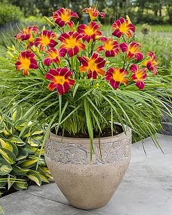 Лилейник Эври Дэйлили Ред риб