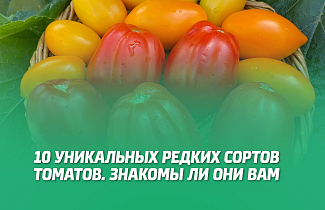 10 УНИКАЛЬНЫХ РЕДКИХ СОРТОВ ТОМАТОВ. ЗНАКОМЫ ЛИ ОНИ ВАМ? 