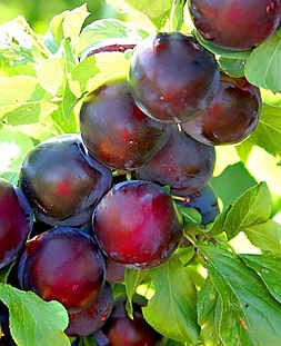 Саженцы Алыча Глобус