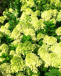 Гортензия метельчатая Мохито