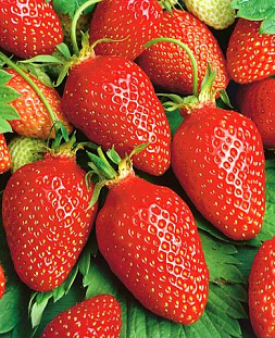 Саженцы Клубники (Земляники) Гаригуэтта