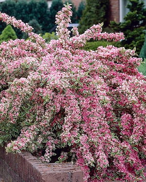 Вейгела Варьегата