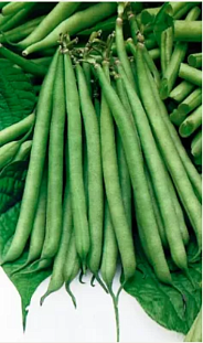 Семена Фасоль Весеннее чудо - сахарная