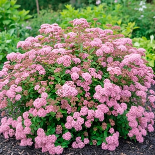 Спирея японская Манон