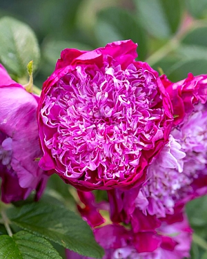 Роза ругоза Помпон Парфюм