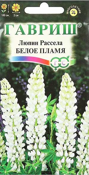 Семена Люпин Рассела Белое пламя.
Многолетнее красивоцветущее растение семейства бобовых.
Его высокие строго вертикальные цветоносы до 100 см высотой украшены эффектными пальчатыми листьями.
Соцветие – кремово-белая плотная, многоцветковая кисть длиной до 45 см, цветки размером 2 см, многочисленные, душистые. 
Цветет с первых чисел июня в течение 30-40 дней. Светолюбив, но выносит легкую полутень. 
Хорошо растет на любых нетяжелых почвах с рН 5,5-6,0. Размножается семенами. 
Высевать лучше под зиму свежесобранные семена или ранней весной непосредственно в грунт. 
Используют люпины в групповых посадках большими массивами на дальнем плане, на газонах пред живой изгородью или вместе с другими многолетниками в смешанных рабатках.

