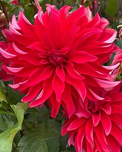 Георгин крупноцветковый Ред Лабиринт