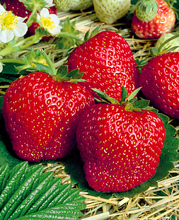 Саженцы Клубники (Земляники) садовой Вима Занта