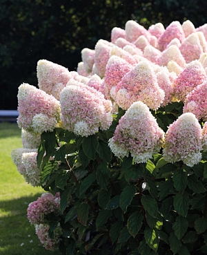 Гортензия метельчатая Саммер сноу