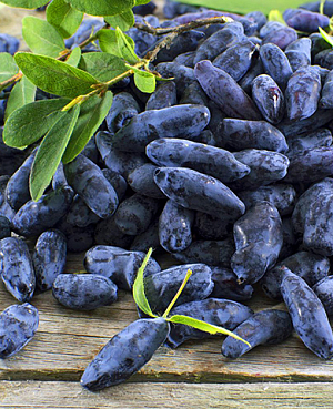 Саженцы Жимолость Бакчарский великан